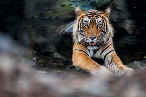 2022-ieji: Juodasis vandens tigras neleis nuobodžiauti