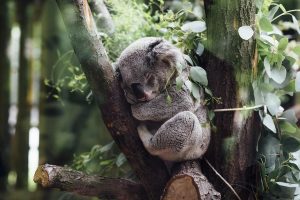 Australija paskelbė koalas nykstančia rūšimi