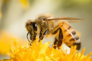 Tiriant Kuršių nerijoje gyvenančias bites aptiktos dvi naujos Lietuvai vapsvų rūšys