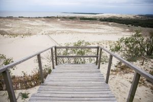 Kuršių nerijoje ieškoma kopų prižiūrėtojų