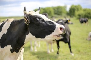 Neįprasta gelbėjimo operacija: iš karvės liežuvio traukė strypus