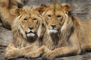 Barselonos zoologijos sode keturiems liūtams nustatyta koronaviruso infekcija