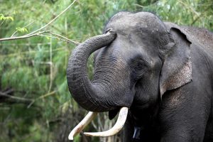 Botsvanoje – dar vienas masinės dramblių žūties atvejis