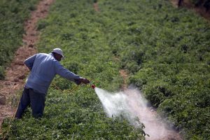 Tyrimas: 1,5 proc. ekologiškų produktų viršyti leistini pesticidų kiekiai