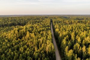 Būtinoji pagalba: specialistai stengiasi išsaugoti senuosius Lietuvos medžius