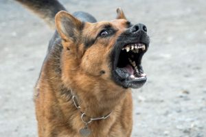 Sostinėje vedžiojamas šuo užpuolė ir sužalojo šešiolikmetę