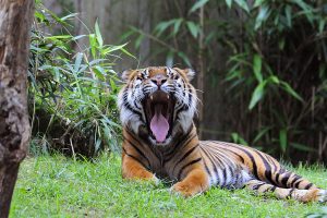 Indijos pietuose nušautas tigras žmogėdra