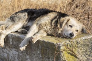 Biržų rajone sulaikytas girtas savo šunį užmušęs vyras