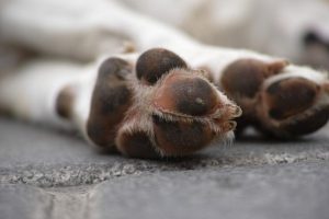 Panevėžyje savo šunį mačete mirtinai užkapojęs recidyvistas ieškosi naujo augintinio