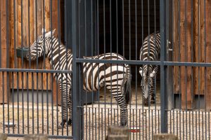 Naujieji Lietuvos zoologijos sodo gyventojai – broliai zebrai