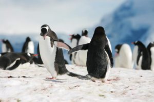 Antarktidos imperatoriškuosius pingvinus ištiko „katastrofinė“ veisimosi nesėkmė