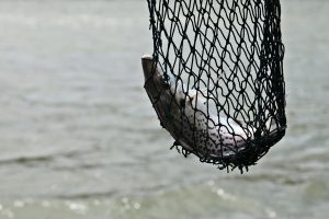 Aiškinsis dėl žvejų tinklų žalos gamtai