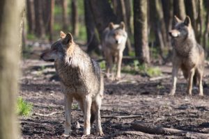 Klaipėdos rajone siaučia vilkai: ūkininkai skaičiuoja nuostolius