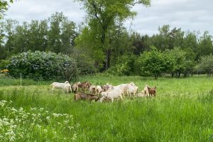 Kuršių nerijos pievas „šienauja“ ožkos ir avys