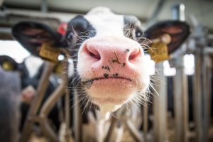 Kodėl stambūs pieno ūkiai gauna europinę kainą
