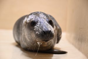 Lietuvos jūrų muziejų palieka dar aštuoni slaugyti ruoniukai