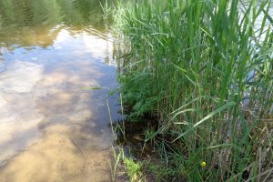 Vilniuje iš Gilužio ežero ištrauktas nuskendusio vyro kūnas 