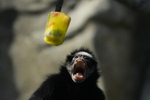 Iš namų pabėgusi beždžionė smaginosi gerdama alų