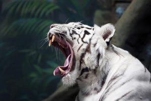 Šiaurės Indijoje siautėjanti tigrė žmogėdra sudraskė dešimtąją auką