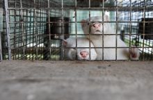 Seimas turėtų apsispręsti dėl žvėrelių verslo uždraudimo