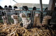 Seime – debatai, ar Lietuvoje uždrausti kailinių žvėrelių verslą