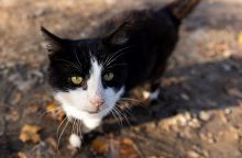 Pakruojo rajone – žiaurus elgesys su gyvūnu: vyras nukankino katiną